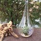 25 Bulk Pack of Hanging Clear Glass Tealight Candle Holder Tear Drop Pear Hour Glass Shape - 20cm High Terrarium Plant Mini Garden Holder Decoration Craft Gift