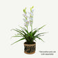 100cm Faux Artificial Home Decor Potted  Cymbidium-Red/White - White