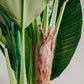 180cm Banana Tree - Artificial Plant, Home Decor Flora